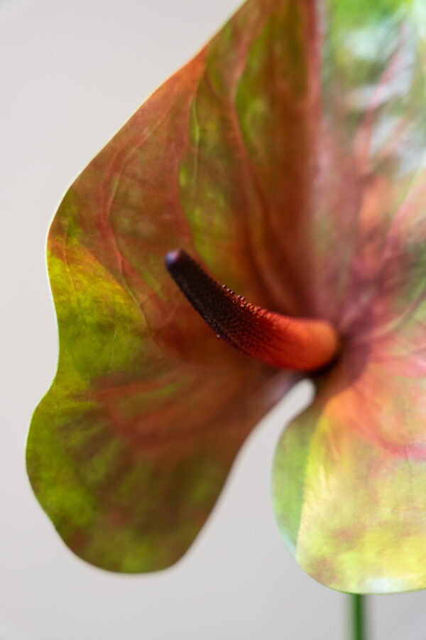 Zijden bloem - Anthurium Bruin/Groen