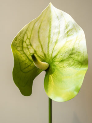 Zijden bloem - Anthurium Groen/Wit