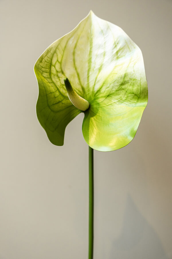 Zijden bloem - Anthurium Groen/Wit