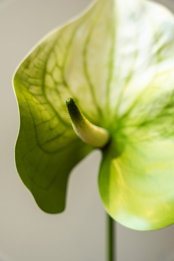Zijden bloem - Anthurium Groen/Wit