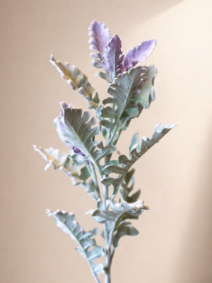 Zijden bloem - Dusty Miller Senecio Stem