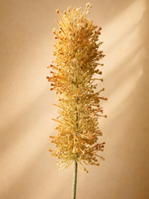 Giant-Heather-Spray-Beige