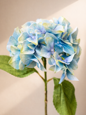 Hydrangea-Blue-smal