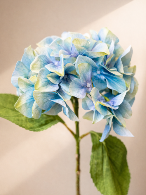 Hydrangea-Blue-smal