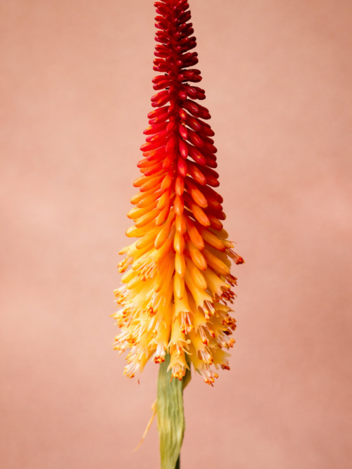 Zijden bloem - Kniphofia Vuurpijl Oranje / Rood