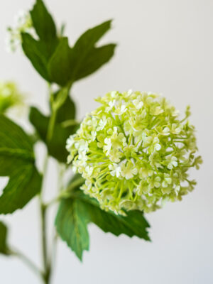 Zijden bloem - Viburnum Green