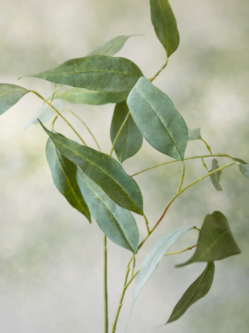 Zijden bloem - Eucalyptus Mango