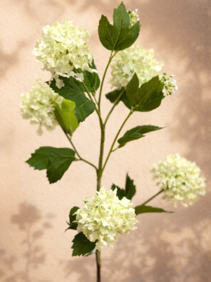 Zijden bloem - Viburnum Green