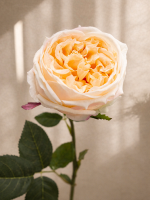 Open-Rose-Light-Peach