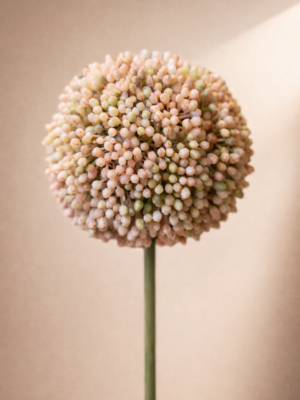 Zijden bloem - Allium Licht Roze
