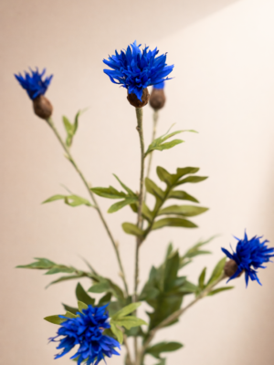 Zijden bloem - Centaurea Donkerblauw
