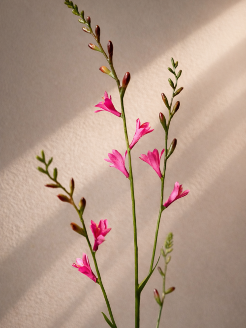 Zijden bloem - Crocosmia Roze