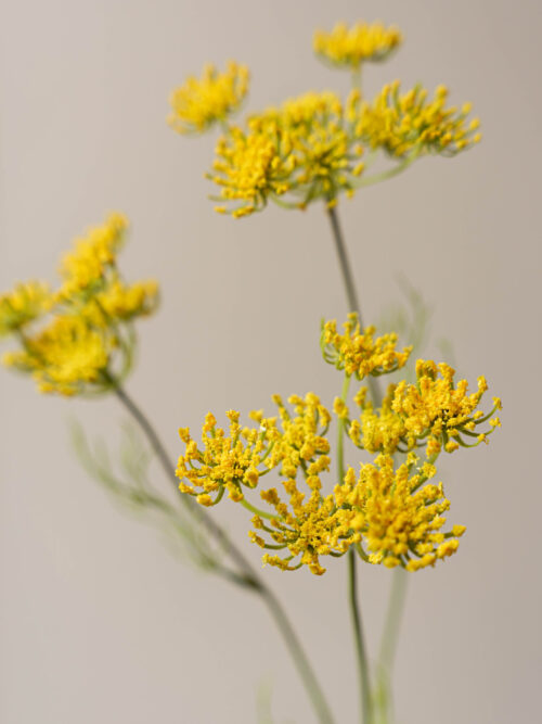 Zijden bloem - Queen Anne's Yellow
