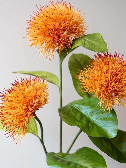 Zijden bloem - Carthamus Orange