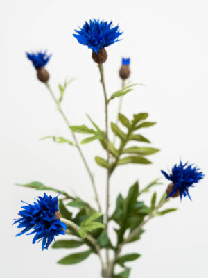 Zijden bloem - Centaurea Donkerblauw