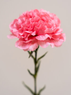 Zijden bloem - Dianthus Anjer Roze