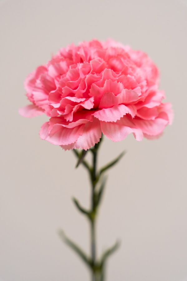 Zijden bloem - Dianthus Anjer Roze
