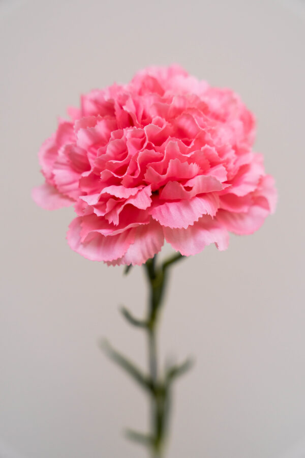 Zijden bloem - Dianthus Anjer Roze