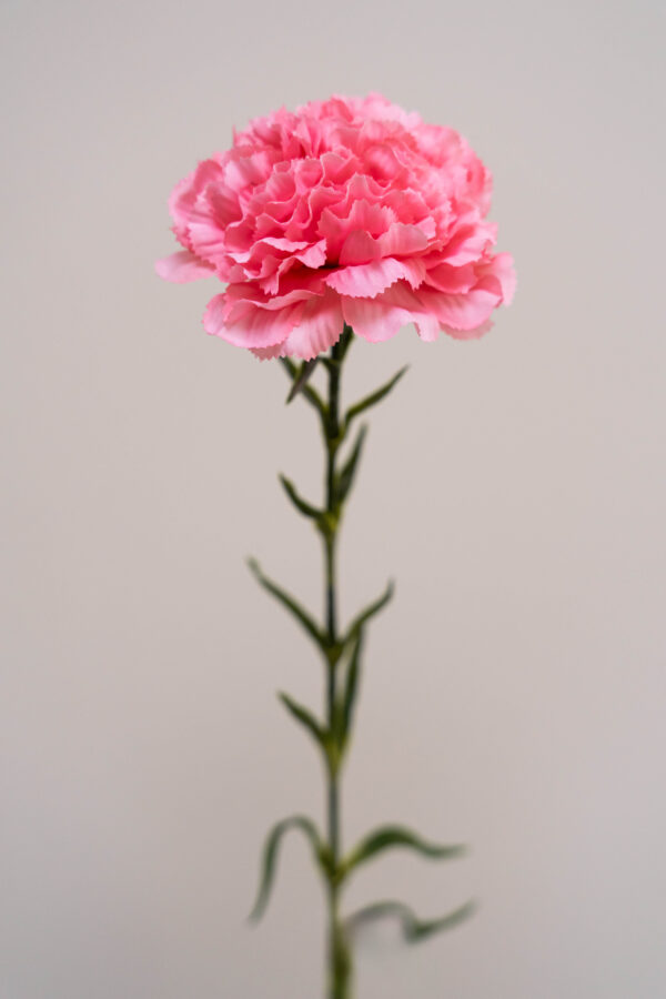 Zijden bloem - Dianthus Anjer Roze