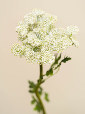 Zijden bloem - Dille Green / White