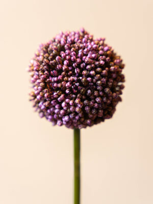 Zijden bloem - Allium Diep Paars Small