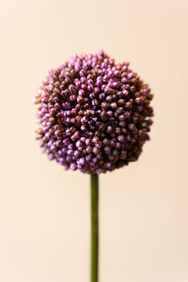 Zijden bloem - Allium Diep Paars Small