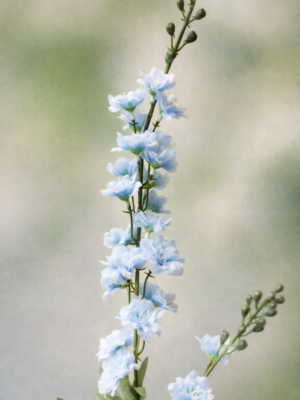 Zijden bloem - Delphinium Snow Blue