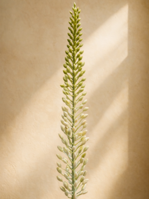 Eremerus-White-Small