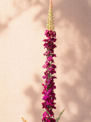 Zijden bloem - Hyssop Roze