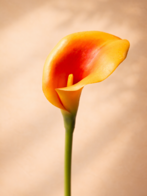 Zijden bloem - Calla Lily Oranje