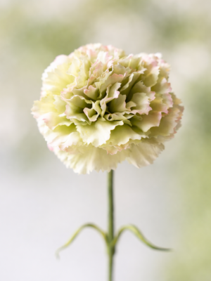 Zijden bloem - Dianthus Anjer Cream