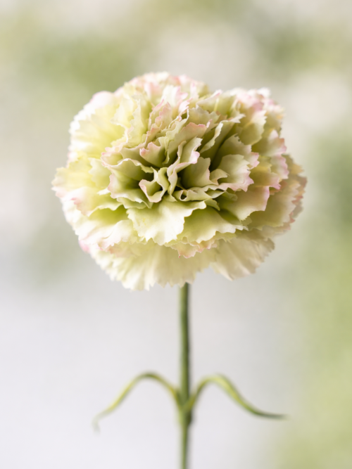 Zijden bloem - Dianthus Anjer Cream