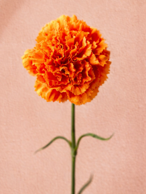Zijden bloem - Dianthus Anjer Orange