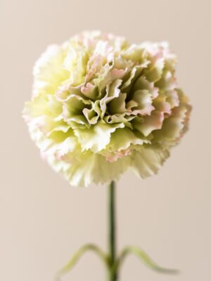 Zijden bloem - Dianthus Anjer Cream