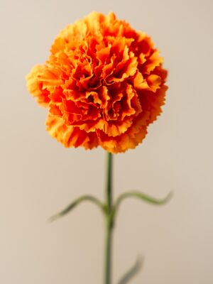 Zijden bloem - Dianthus Anjer Orange