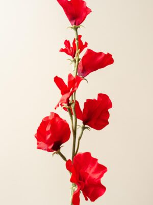 Zijden bloem - Sweetpea Red
