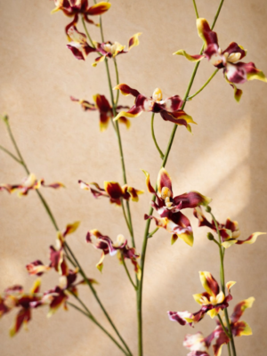 Zijden bloem - Dancing Orchid Spray Brown