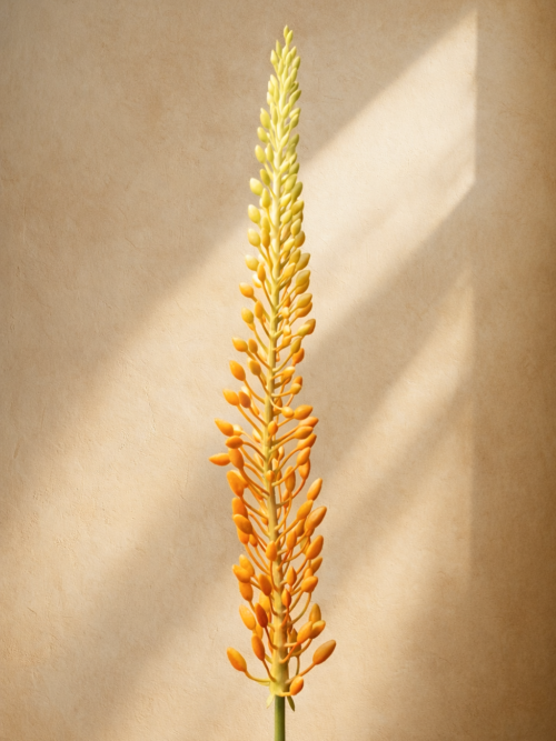 Zijden bloem - Eremerus Orange Small