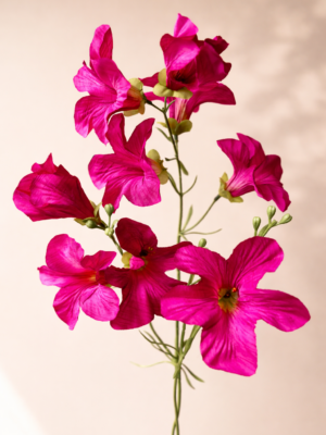 Petunia-Dark-Pink-Big