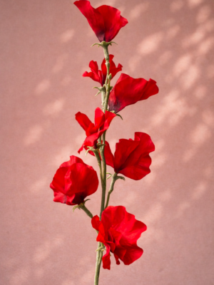 Zijden bloem - Sweetpea Red