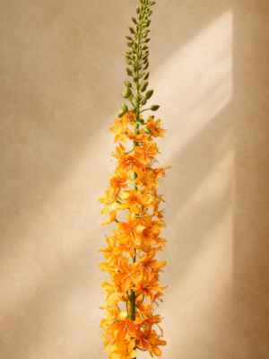 Zijden bloem - Eremerus Orange