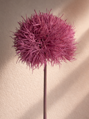 Zijden bloem - Allium Magenta