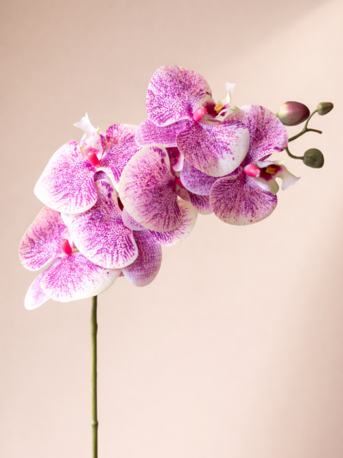 Butterfly-Orchid-Pink/White