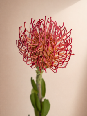 Zijden bloem - Protea Pincushion Pink