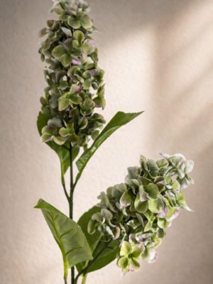 Zijden bloem - Hydrangea Paniculata