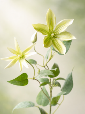 Zijden bloem - Clementus Green