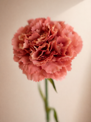 Dianthus-Anjer-Old-Pink