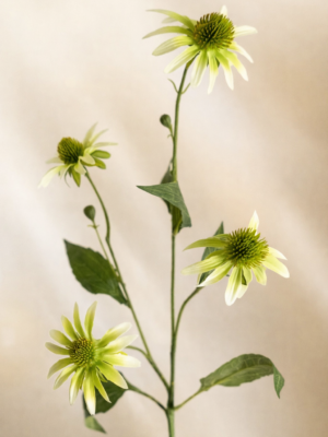 Echinacea-Spray-Green