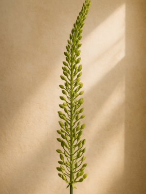 Zijden bloem - Eremerus Green Small