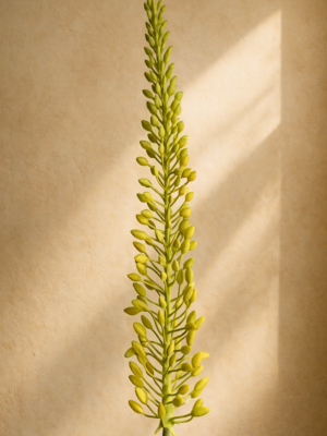 Zijden bloem - Eremerus Yellow Small